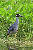 Yellow-crowned Night-Heronborder=